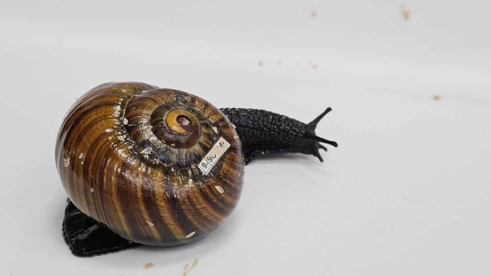 A giant New Zealand land snail 
