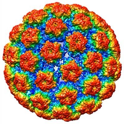 Schematic drawing with false colour of the HPV-16 virus