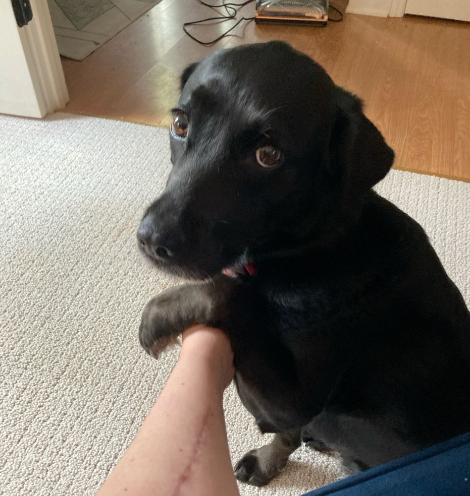A small black dog in the same pose as the black squirrel in the original post. The dog has her paw hooked around a person's arm just like the squirrel has its paw hooked around a tree branch. Both are looking up with giant, sad brown eyes, and both are adorable and deserving of hugs.