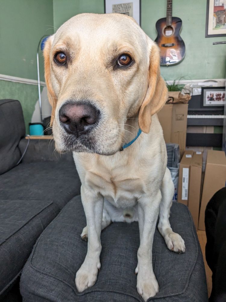 Yellow lab looking at the camera expectedy