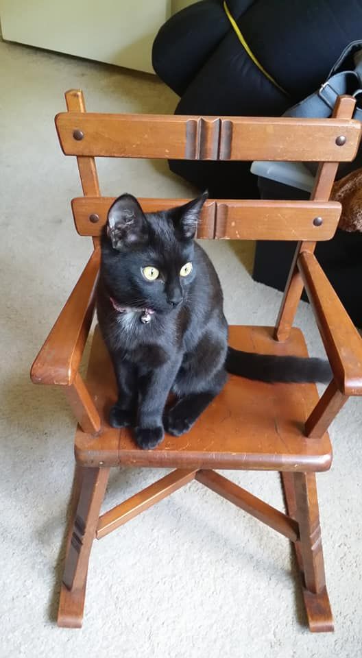 Same brown, now black kitty sitting in a child's rocking chair, because she's so darned special. Beautiful green eyes and she's growing into those ears.