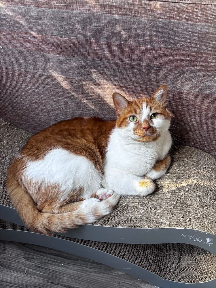 Handsomest orange and white cat laying a large cat scratcher and looking up at hoom