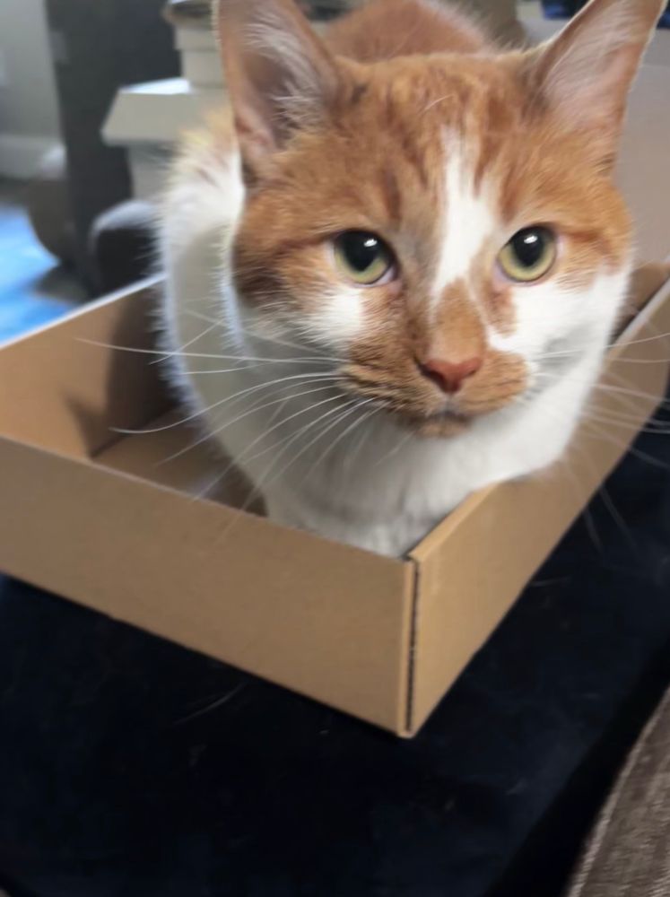Handsomest 🍊 in 📦