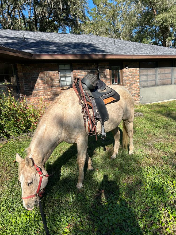 Horse on a longe line grazing in the backyard of a house.