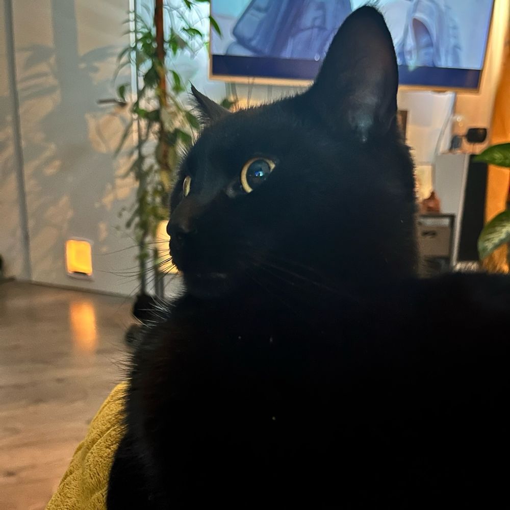 Single braincel black cat looking startled at an aquarium outside the image