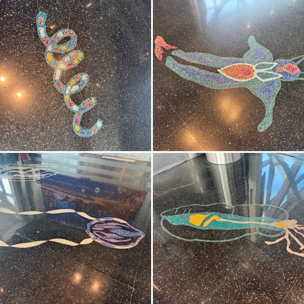 Inlaid art in airport floor showing 4 different kinds of plankton, including a lovely spiral of phytoplankton! 
