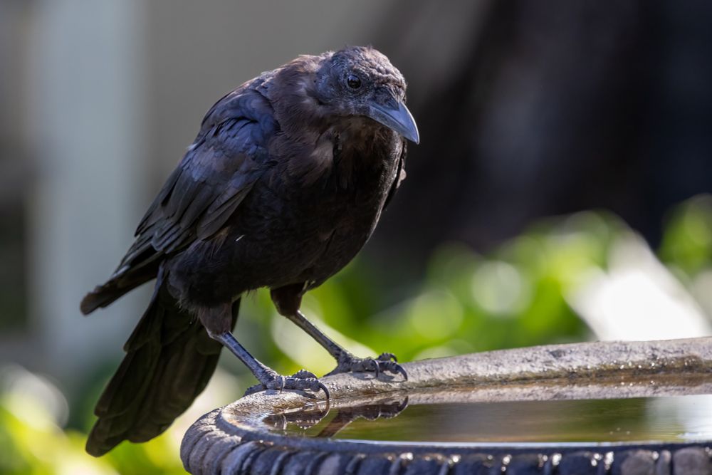 Crow on the edge of a brown concrete birdbath