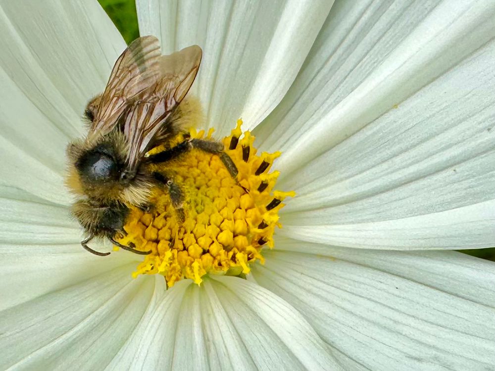 A black and yellow bumble bee is standing on the yellow centre of a cosmos bloom surrounded by papery white petals. 