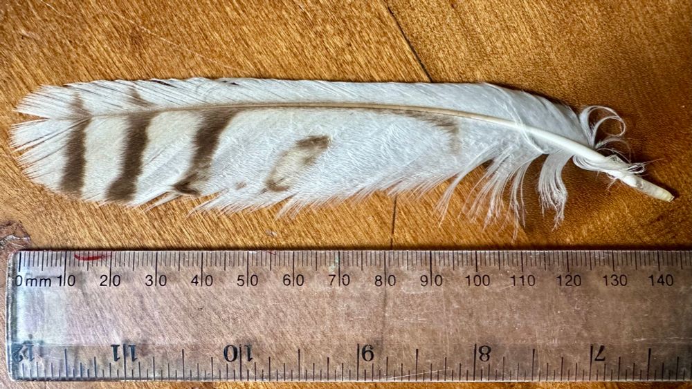 A nearly white feather with brown barring at the tip is lying on a dark wood tabletop beside a plastic ruler indicating that the feather is about 150mm long. 