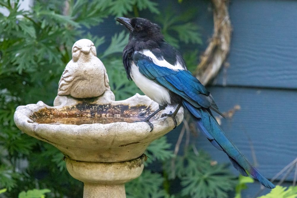 A black and white and iridescent blue/green bird with a very long tail perched on the lip of a shall shell-shaped bird bath with a sculpture of a bird on the back rim.