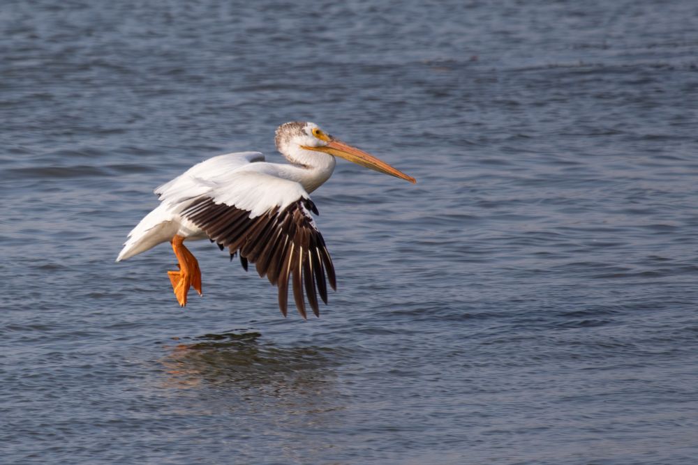Same bird a second later with big orange feet lowered.