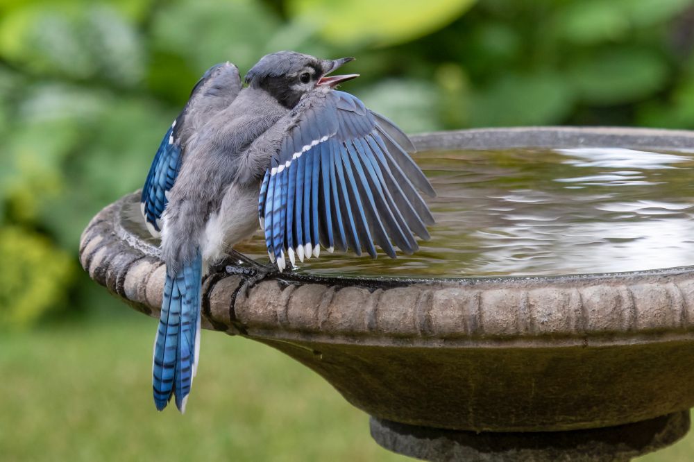 Young blue jay perched on the edge of a bird bath with wings fluttering, calling for food.