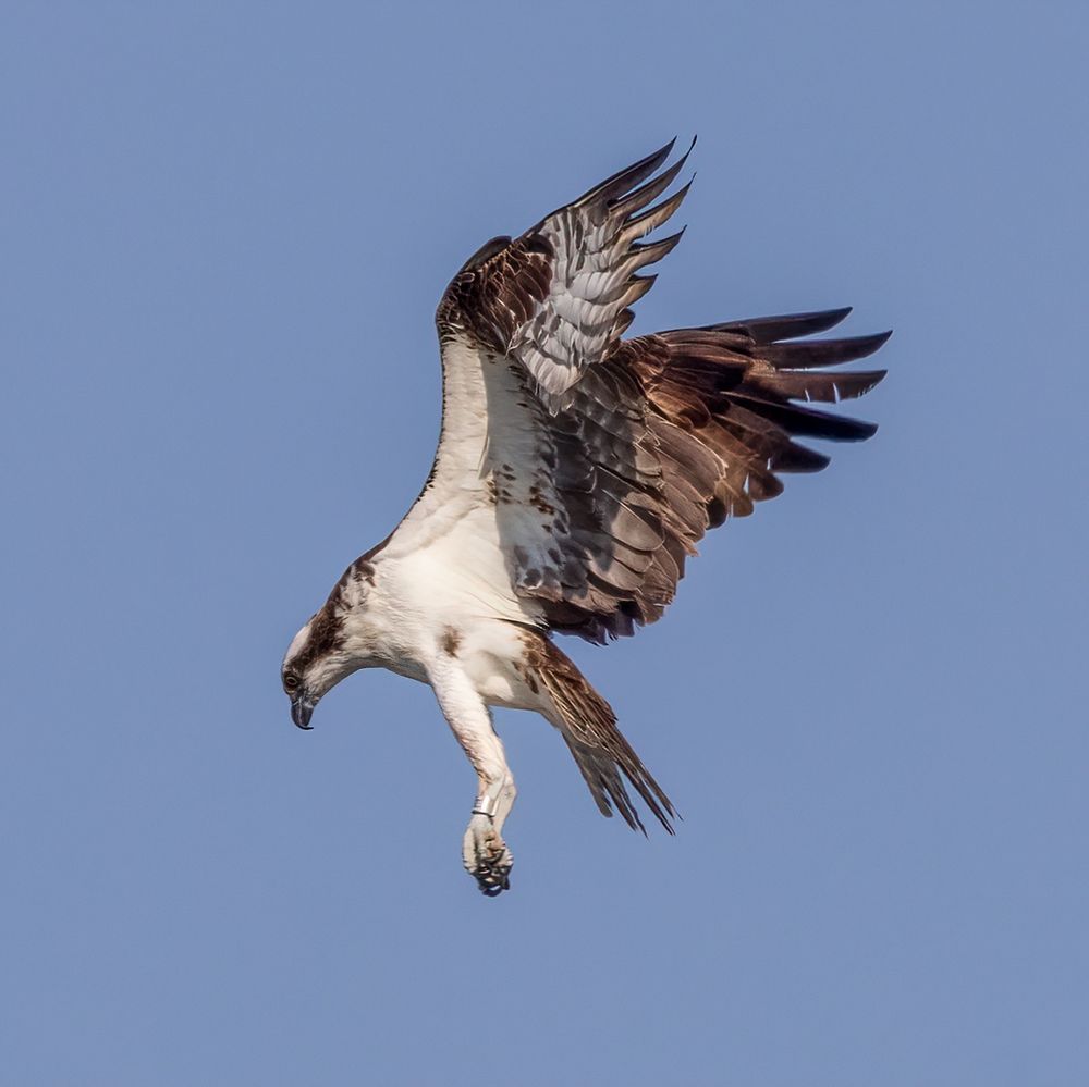 Same bird now hovering with wings held up, feet down and still looking down at the water as it hunts for fish. 