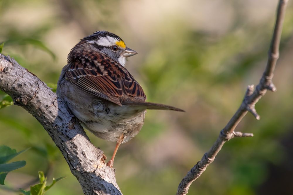 A white-throated sparrow with bright yellow spot between eye and beak and white eyebrow. It's perched on a diagonal branch with back towards the camera, looking to the right showing its face profile