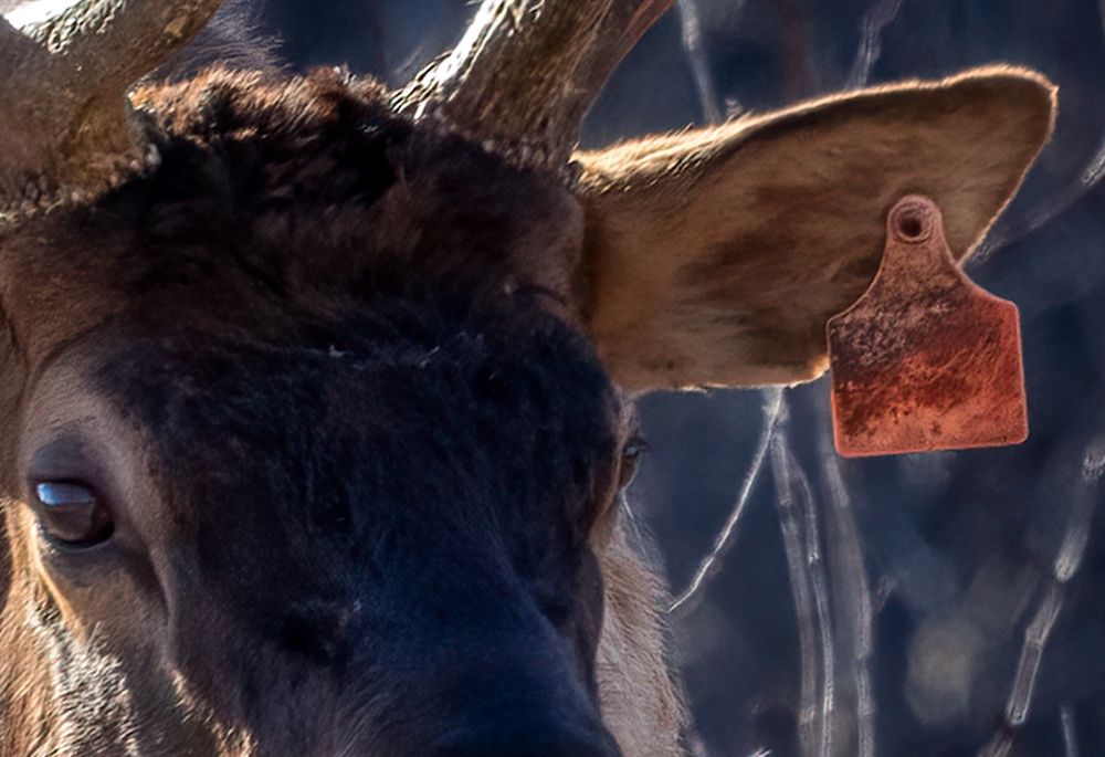 Close-up of elk with red ear tag. No text is visible on the tag.