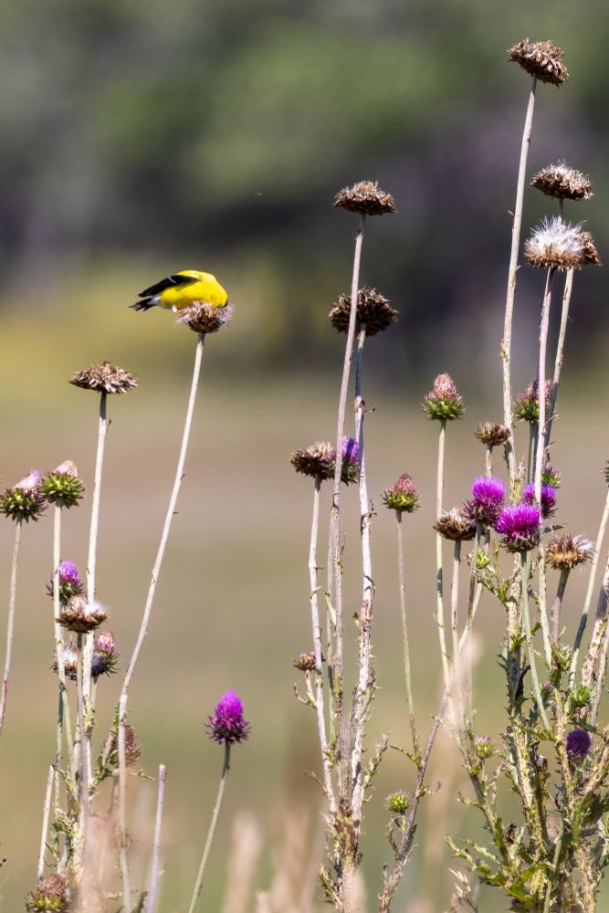 Group of tall thistles with some heads already gone to seed and some still bright purple. There is a bright yellow and black bird perched on one of them with its head buried in the seed head as it forages.