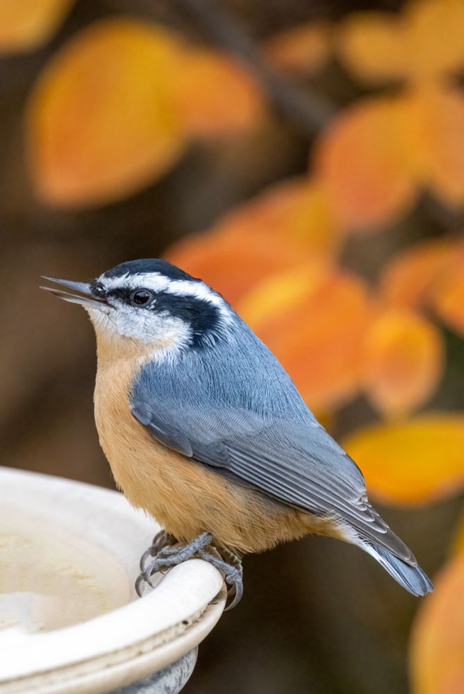 Stocky little bird with grey back, reddish front and black and white badger-striped head. He has enormous feet. He is perched in profile on the edge of a white plastic bird bath with orange leaves in the background