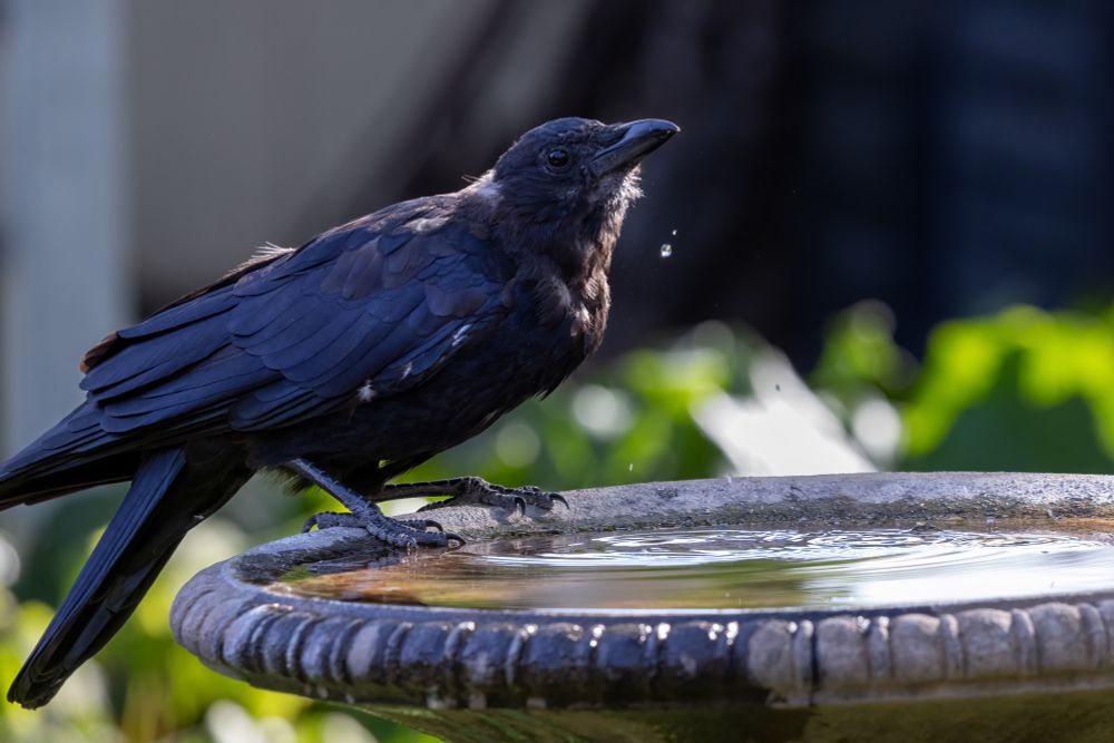 Crow on the edge of a brown concrete birdbath