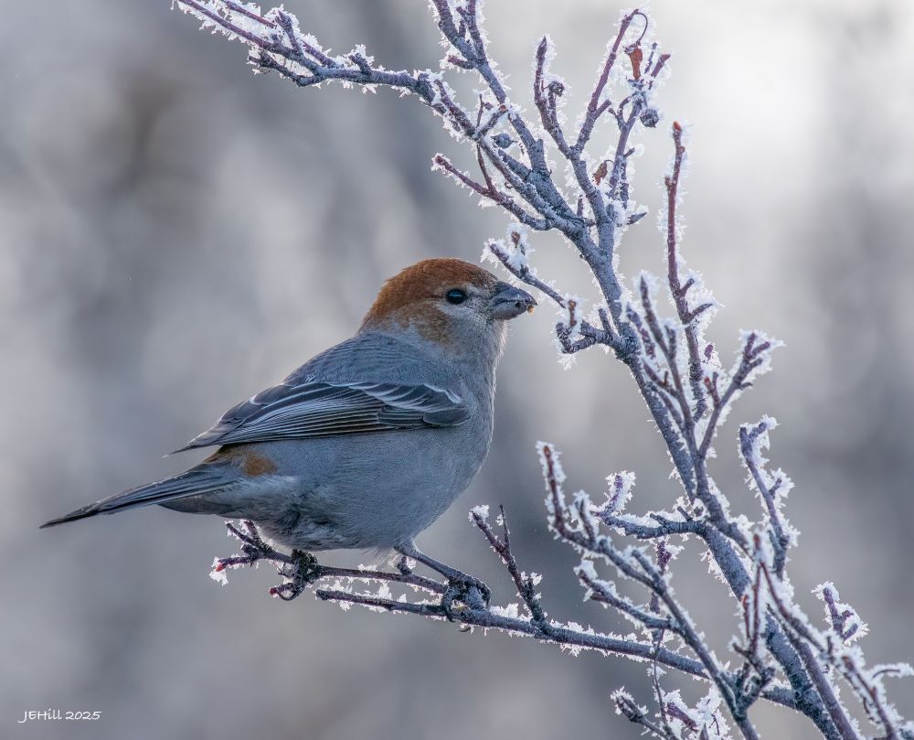 Photograph of a female Pine Grosbeak perched in profile on a shrub covered in frost, backlit by the late afternoon sun. Bird is a plump grey finch with bronze head, black and white wings, and a short, thick beak. Background is soft focus silvery grey.