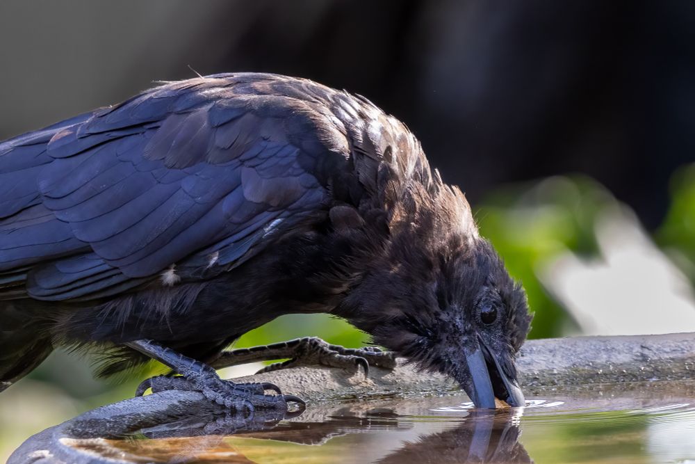 Crow on the edge of a brown concrete birdbath