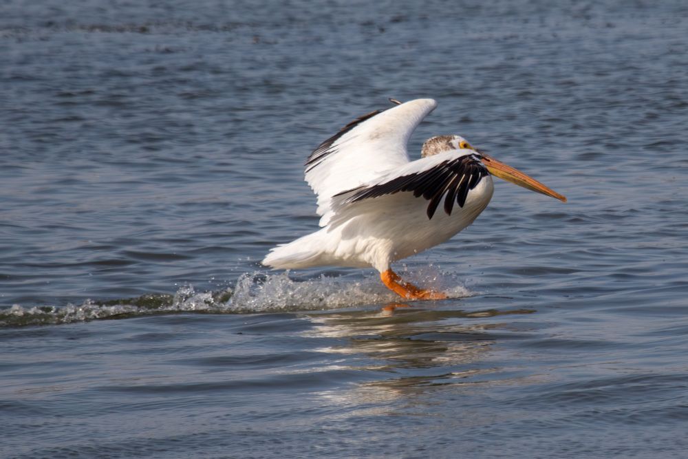Contact made with water surface and the pelican looks like its water skiing.