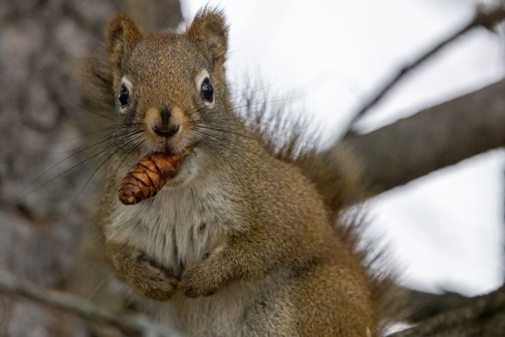 Portrait of red squirrel sitting with front feet at its chest, and a spruce cone in its mouth like a cigar. 