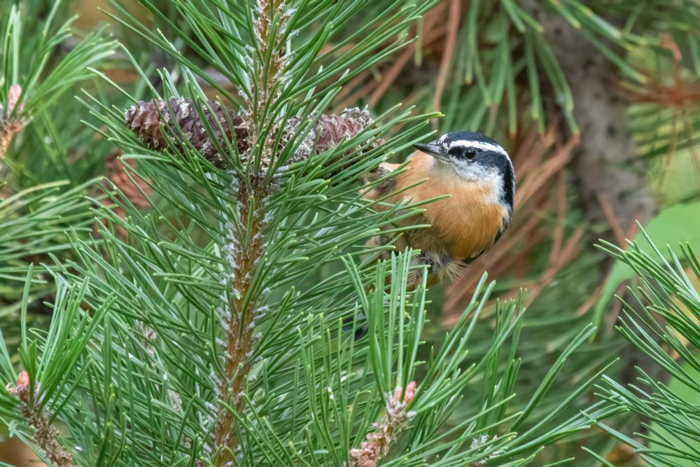 Red-breasted nuthatch exploring a pine tree, investigating cones