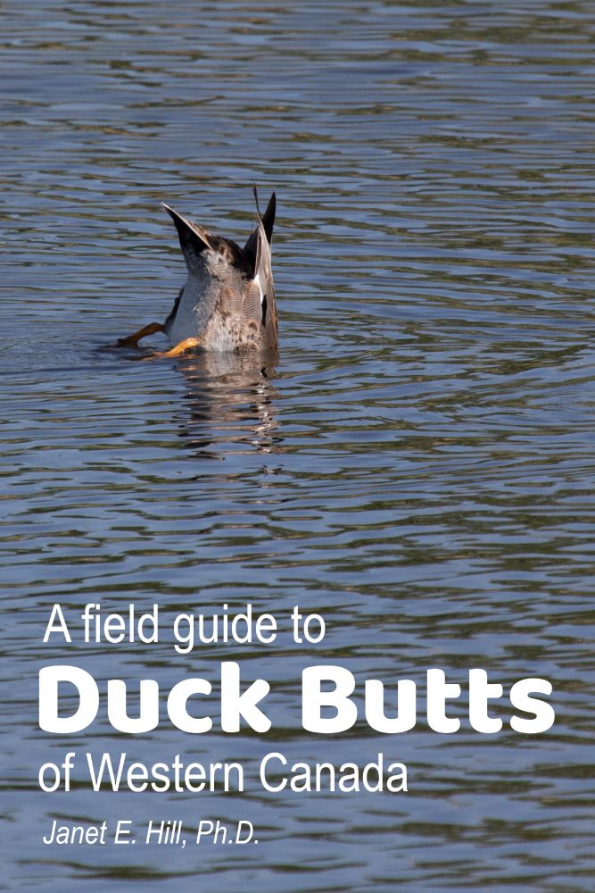 Fake book cover featuring a gadwall duck butts-up in a pond. The title reads, "A field guide to Duck Butts of Western Canada, Janet E. Hill, Ph.D.".