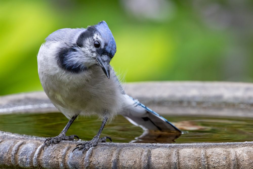 A grey bird with bright blue crest and black necklace is standing on the edge of a dark concrete birdbath with tail tip in the water and head cocked to one side looking up at the camera. 