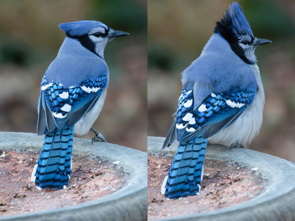 On the left, a normal looking blue jay with a metal leg band, perched on the edge of an empty bird bath. On the right, same blue jay, seconds later, fully enfloofenated