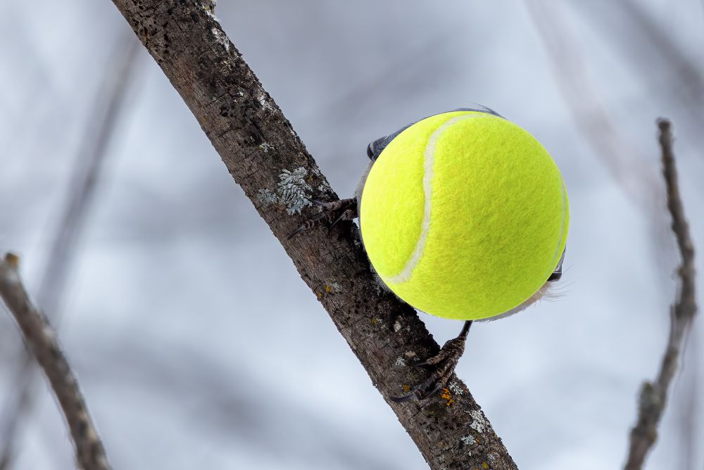 Duplicate of previous image with a yellow tennis ball image superimposed on the bird. It is a perfect fit.