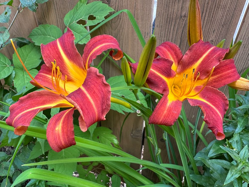 Two red and yellow lily blooms. 