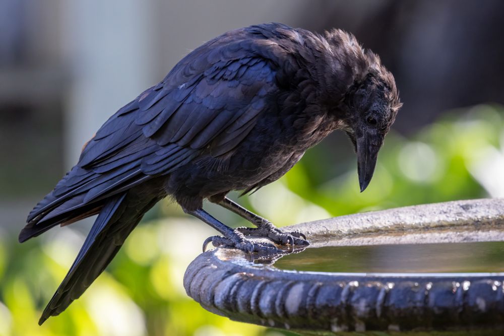 Crow on the edge of a brown concrete birdbath