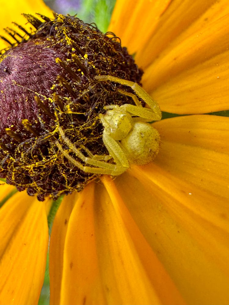 A pale yellow spider is nestled against the dark brown centre of a brown-eyed Susan flower surrounded by deep yellow petals. 
