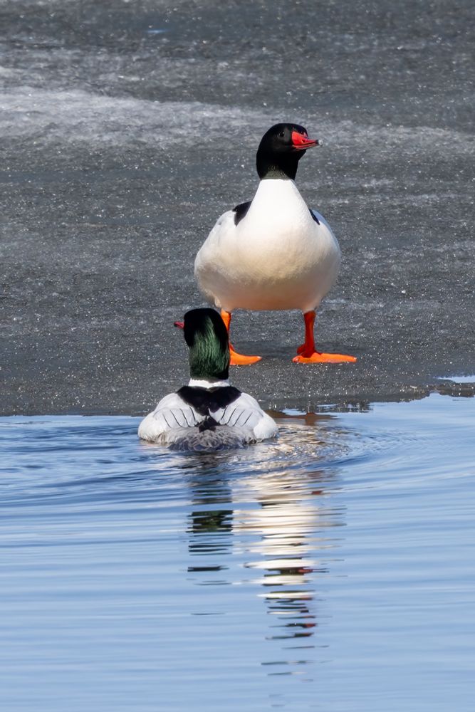 Two large white ducks with dark green heads, sharp bright red beaks. One is swimming toward an ice sheet with its back to us and the other is standing on the ice facing us and showing off its insanely bright, huge orange feet.