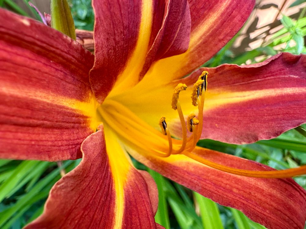 Close up of the centre of one of the blooms. It has dark red petals and bright yellow anthers with yellow pollen on them. 
