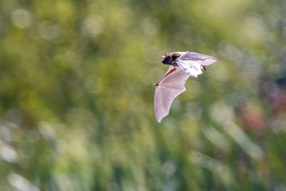 A brown bat flies by with cattails in the background. Its wings are translucent, backlit by the sun.