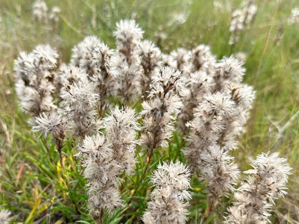 Backlit fuzzy beige spike of liatris flowers gone to seed. 