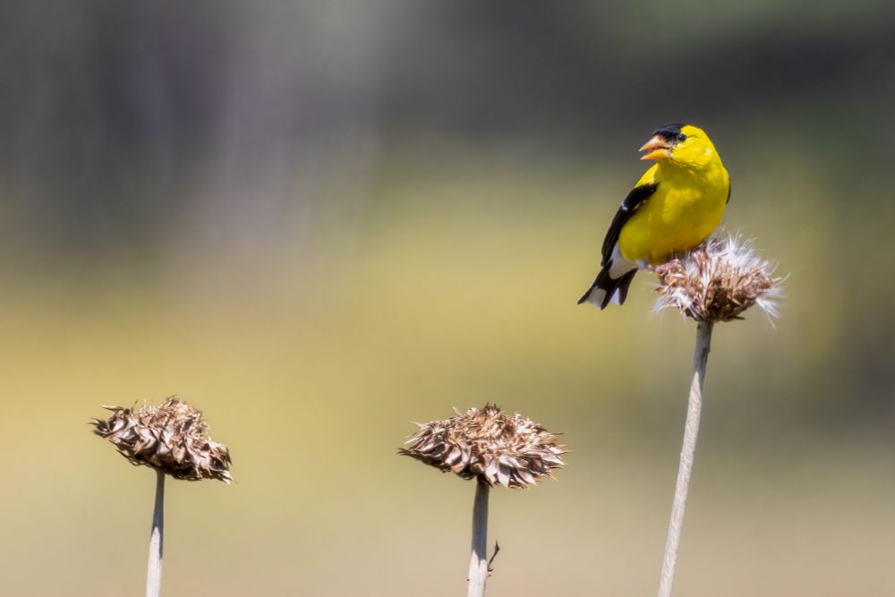 Three brown and dry thistle flower heads against a soft focus background of neutral colours. The one on the right is taller than the other two and there is a bright yellow and black bird with an orange beak perched on it, harvesting the last of the seeds.