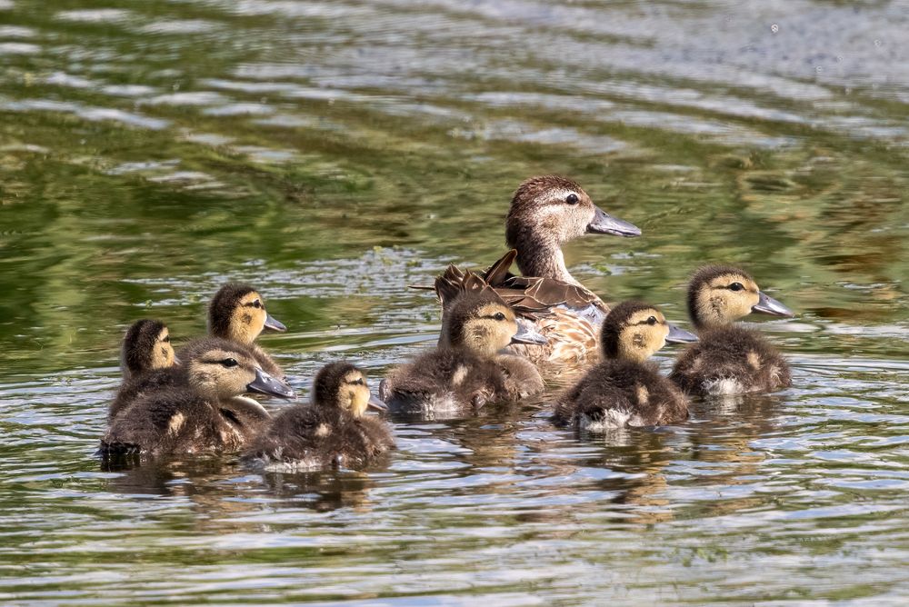 Mostly brown duck with a hint of blue on her wing is swimming away from the camera while looking right. She is followed closely by 7 ducklings who are also all looking to the right.