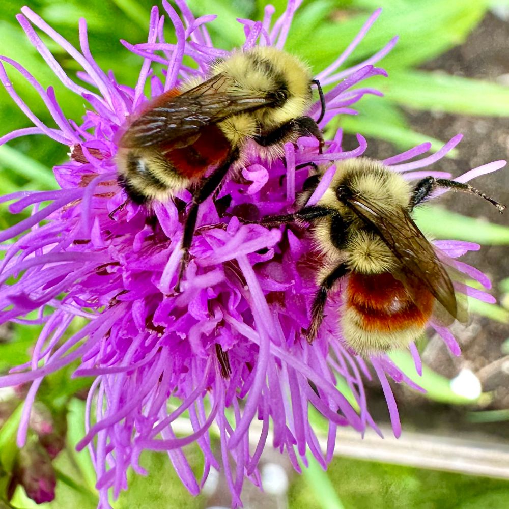 Two bumble bees with orange bands on their abdomens are side by side in a bright pink liatris blossom. 