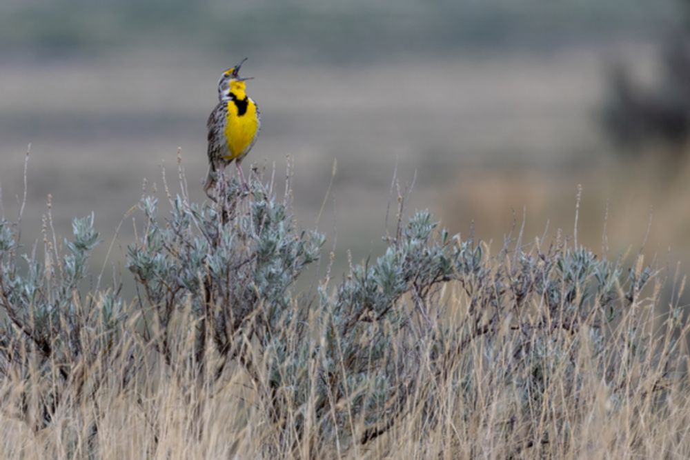 Join us behind the scenes on a Birds Canada grasslands conservation tour in Saskatchewan. From rare bird encounters to innovative partnerships with ranchers, this story gives you an on-the-ground pers...