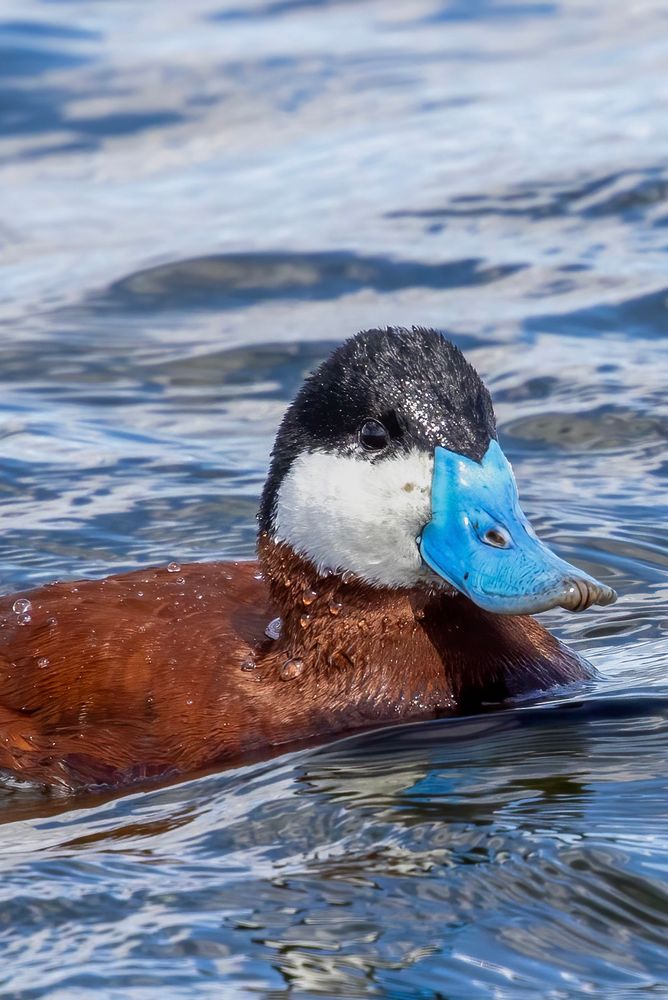 The best looking duck with rust coloured body, white cheek, black cap and an oversized bright blue bill. It is the best duck. It is the ruddy duck. 