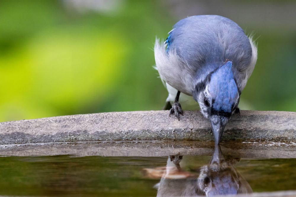 Blue and grey bird with pointy blue crest is perched on the edge of a concrete bird bath bending down to get a drink. The tip of its bill is touching the water surface and the bird is reflected in the water.