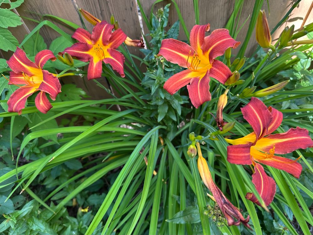 Four red and yellow lily blooms over a clump of green foliage. 