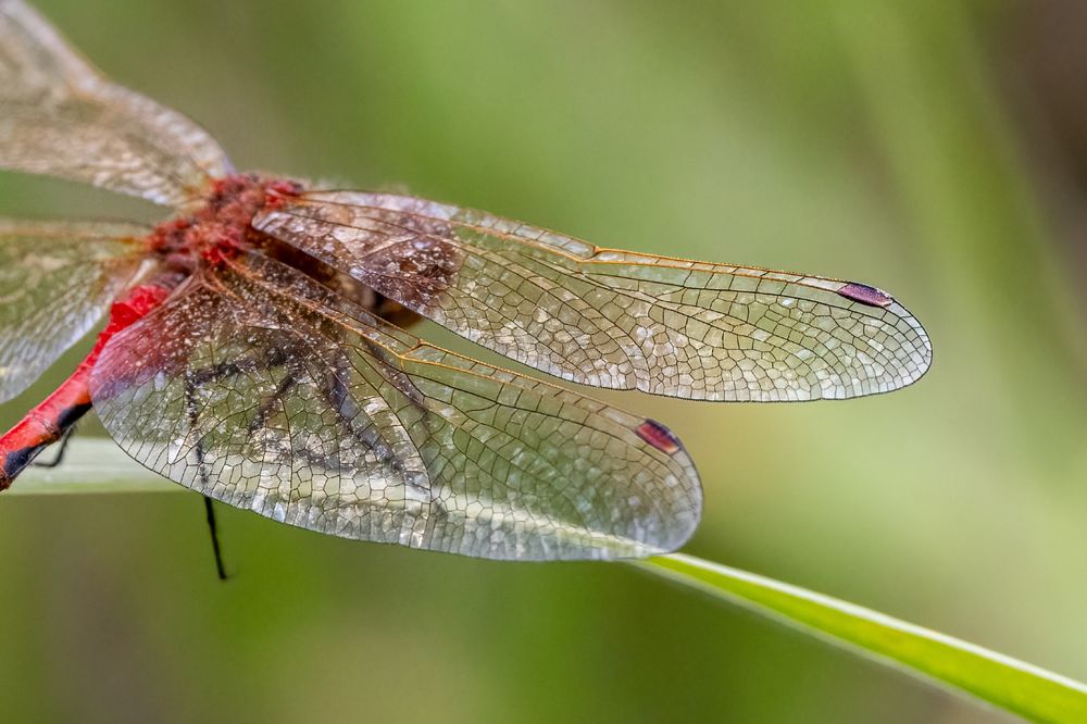 Close-up of wings of a red dragonfly.