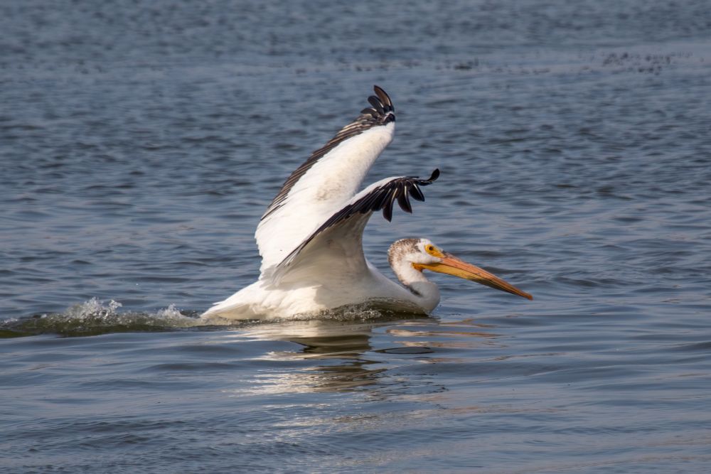 Pelican now down into the water with wings still stretched as it settles.
