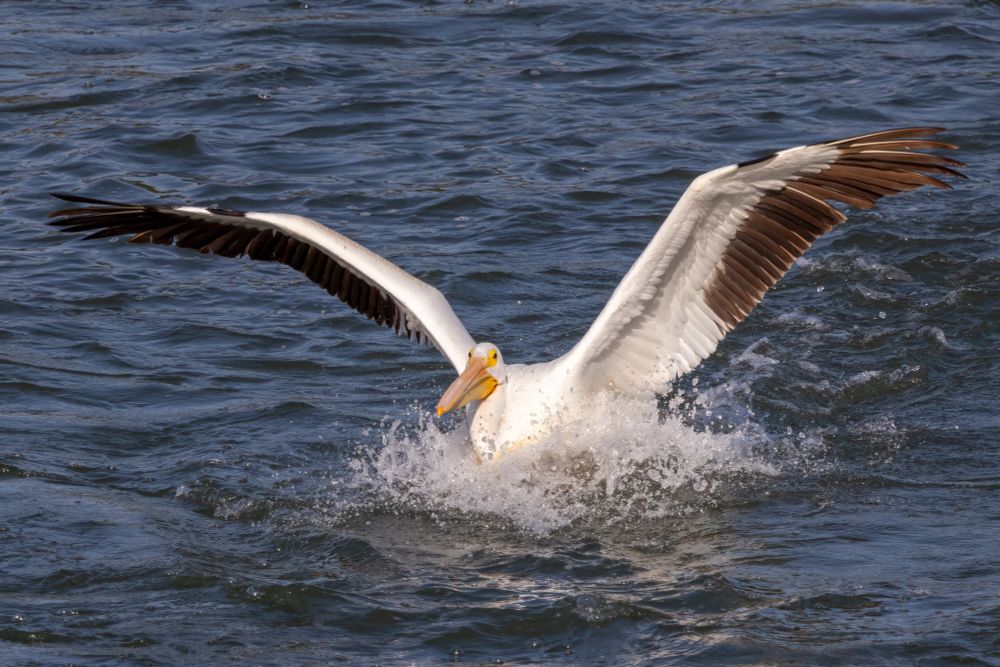 Gigantic white bird with black wing tips and an enormous orange bill is splashing down in the water.