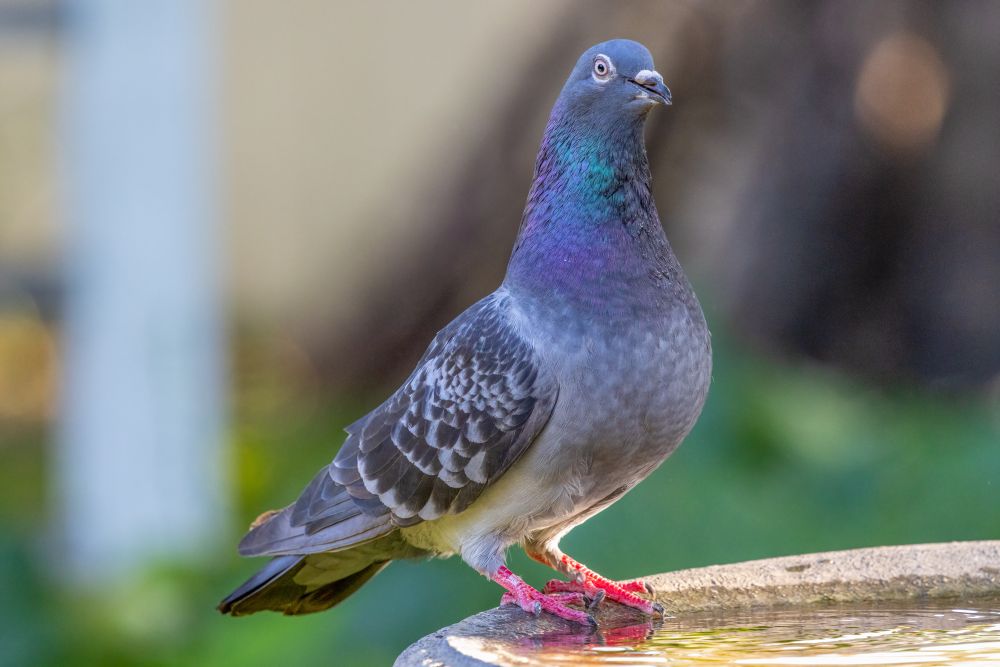 Extremely elegant pigeon with iridescent head and neck feathers and bright pink feet. They a standing on the rim of a concrete bird bath looking at the camera with side-eye. 