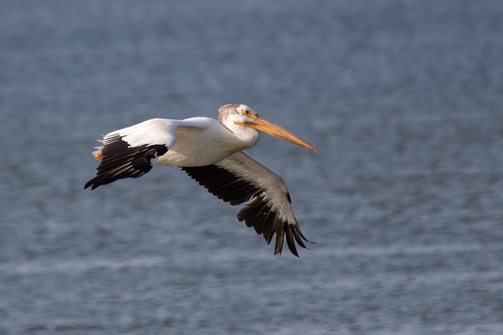Huge white bird with black wing edges and enormous orange bill, cruising low over a lake.